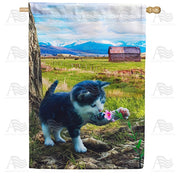 Kitten Discovers First Flower House Flag